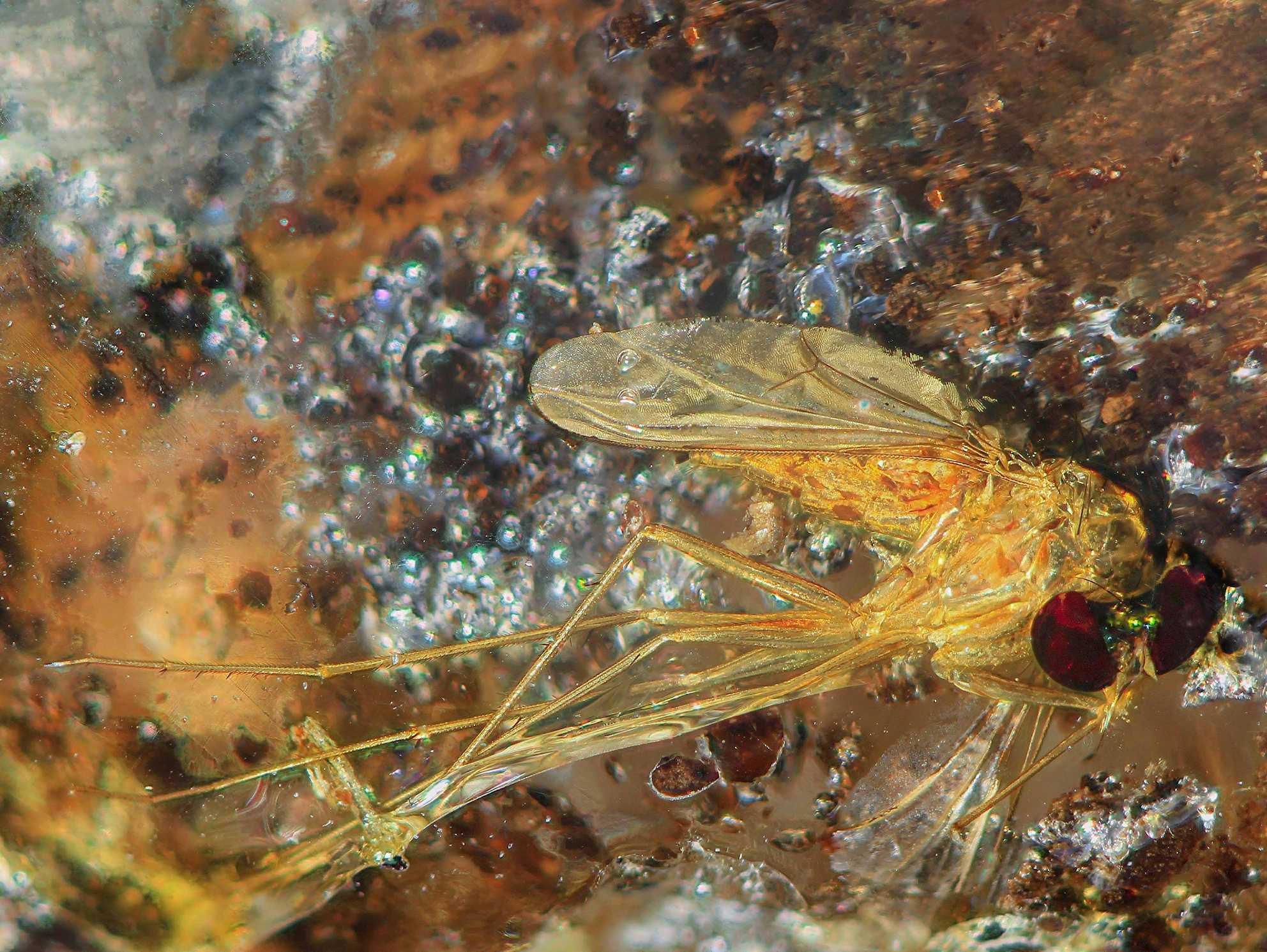 N°32     gros moustique avec 2 points verts légeremnt iridescents 